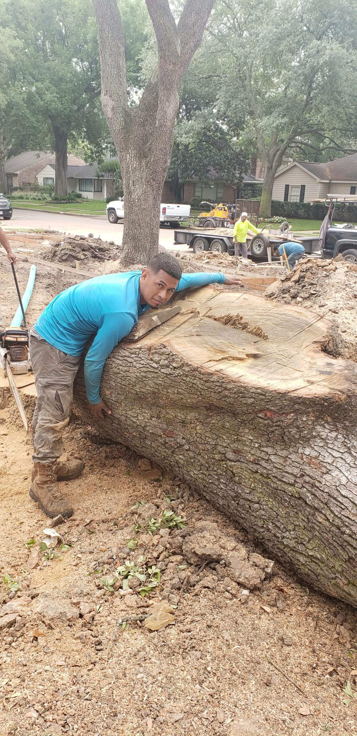 Tree removal