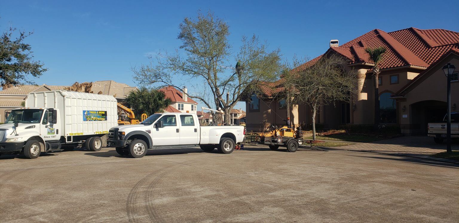 Tree Removal Service