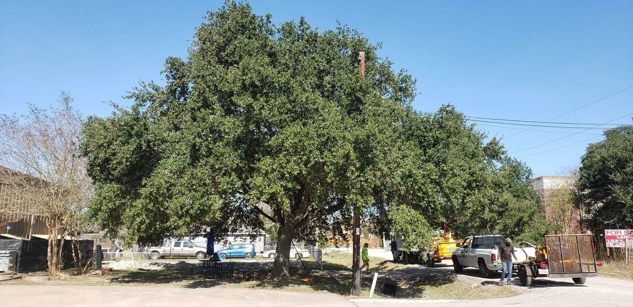 Tree Trimming