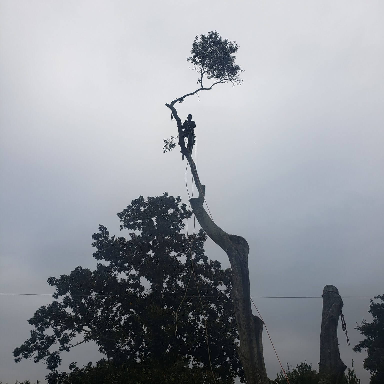 Tree Trimming