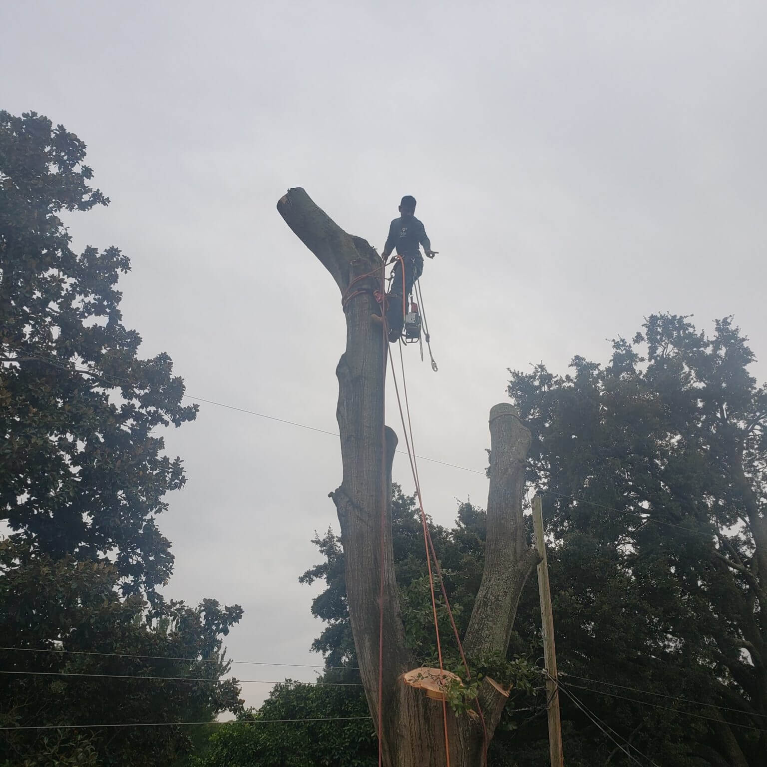 Tree Removing