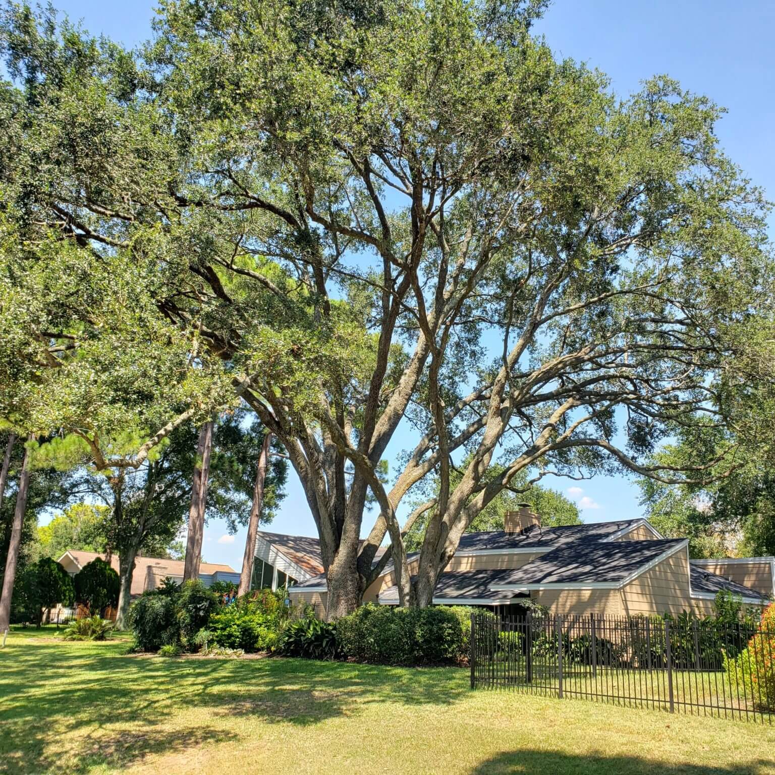 Tree Removal Firm