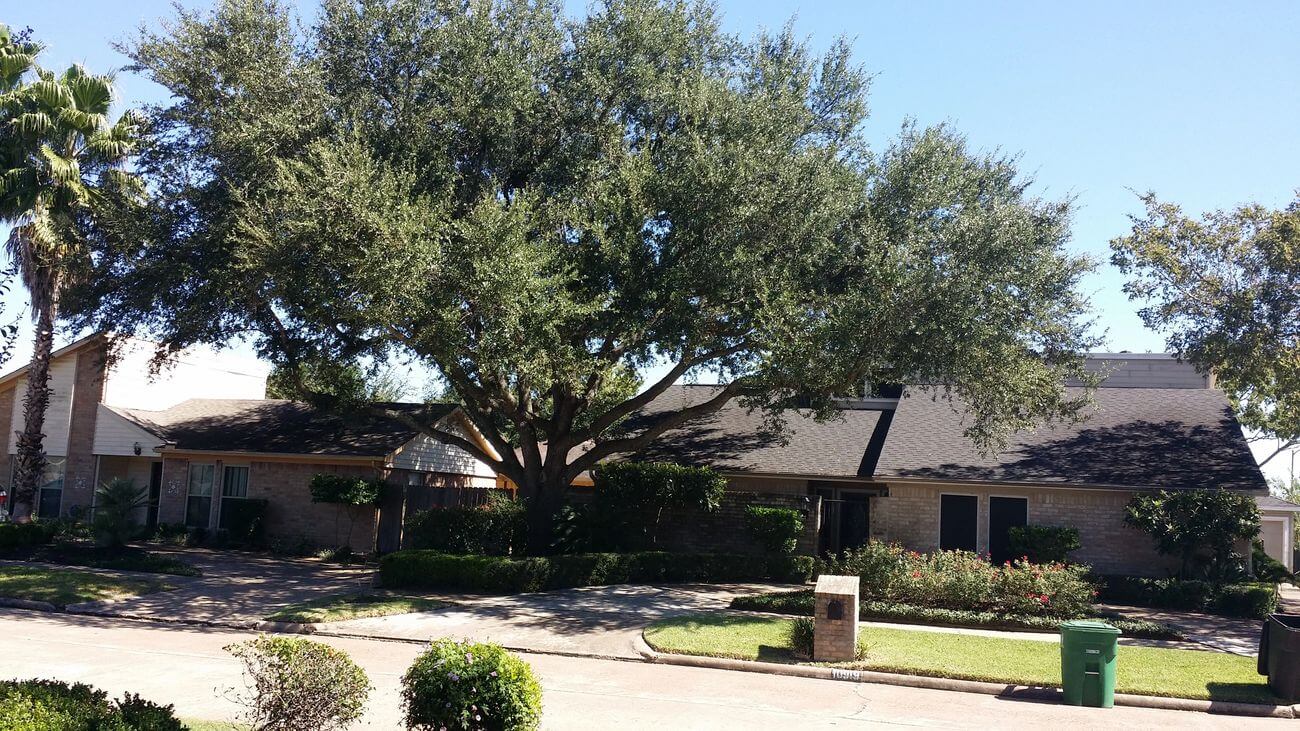 Tree Services